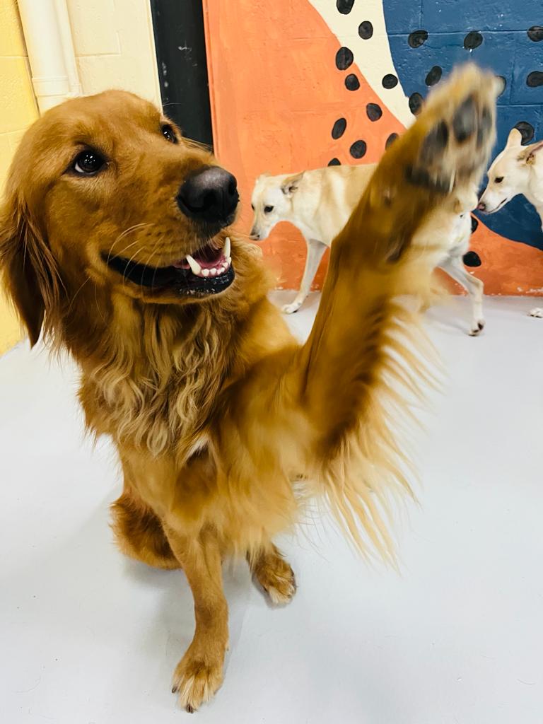 My Buddy Pet Care Best pet care in Dubai